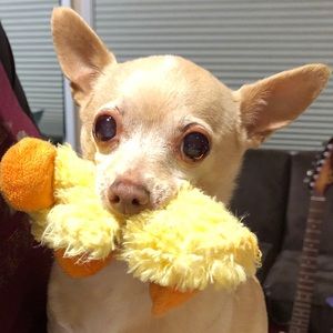 Meet your Posher, Gilbert